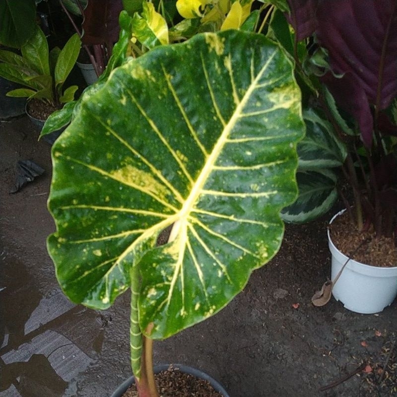 sente golden