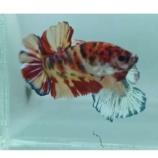 Cupang Giant Multy Metalik BO 4,5cm (Sesuai Foto)