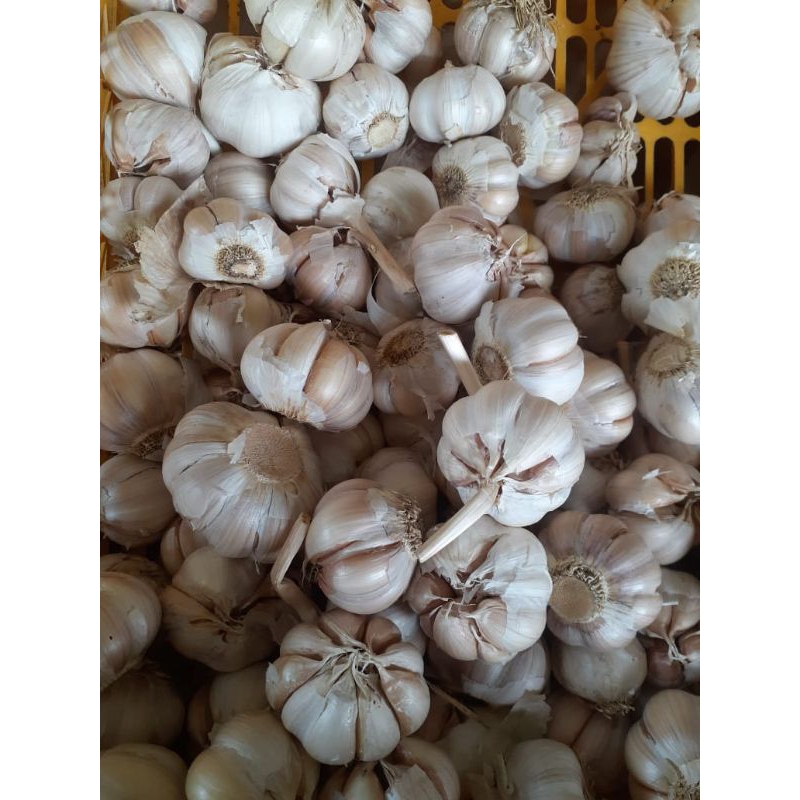 

bawang putih 500g