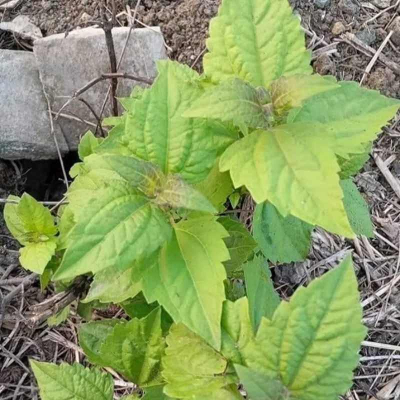 

daun bakacida segar 250 gram obat asam lambung alami
