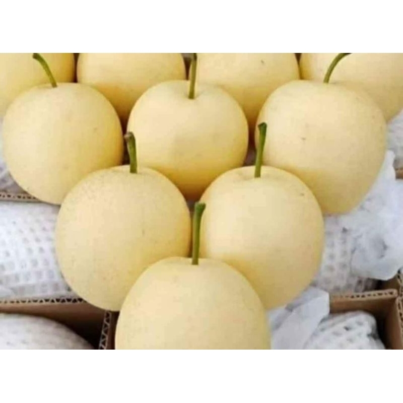 

pir century segar 900gr