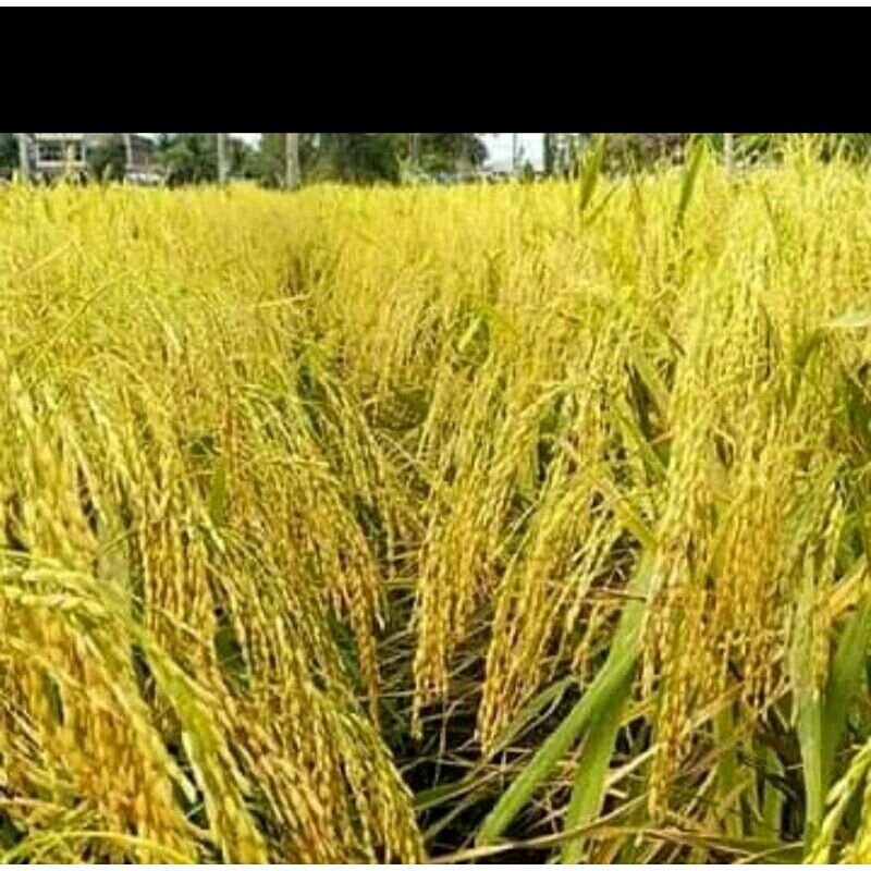 BENIH PADI BLACK MADRAS KEMASAN 1KG