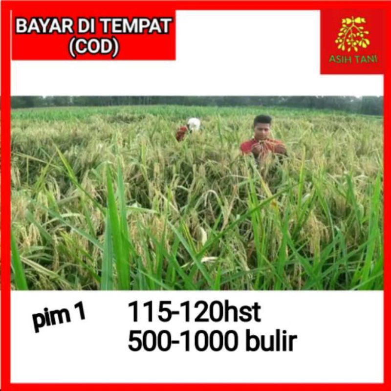 BENIH PADI UNGGUL PIM 1 BIBIT UNGGUL KEMASAN 1KG
