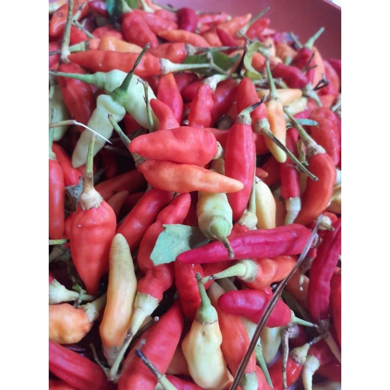 

Cabai Rawit Merah 1 ons