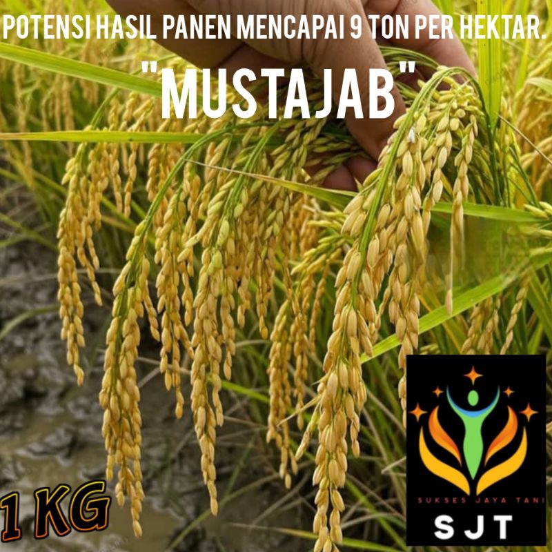 benih padi mustajab kualitas super unggul 1kg