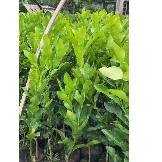 BIBIT Daun JERUK Bumbu masakan daun jeruk purut daun jeruk angka 8