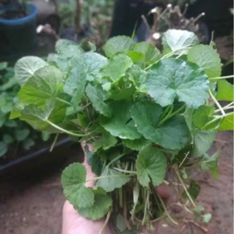 

Daun Pegagan/Daun Antanan segar 300 grm
