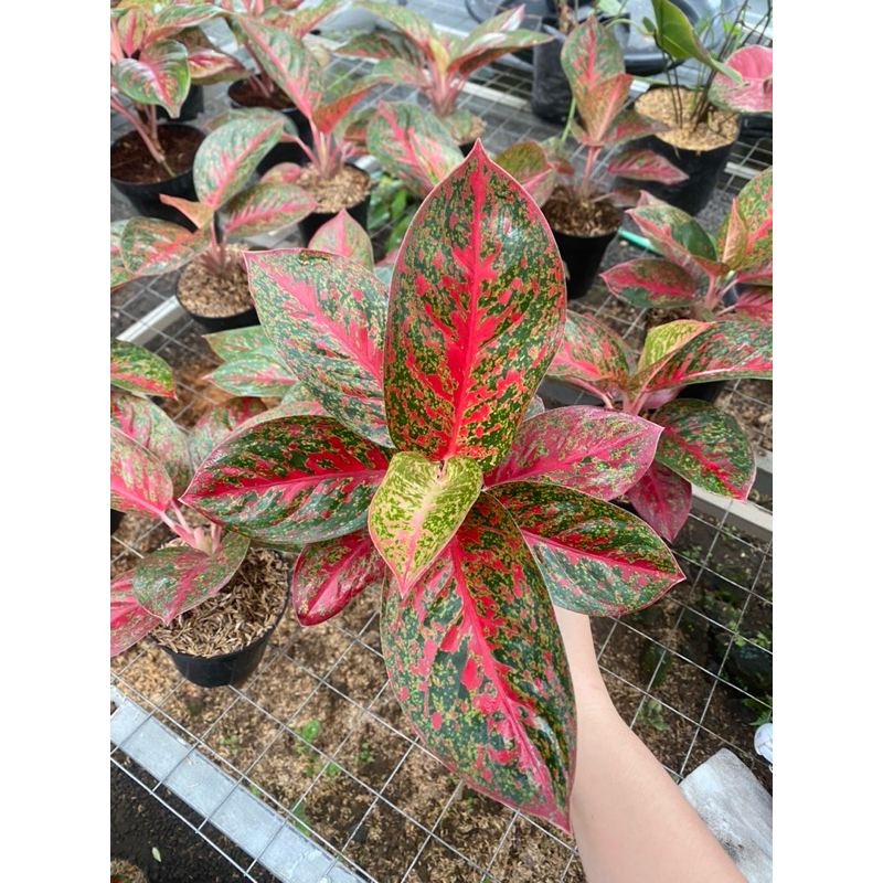 Aglaonema Red stardust