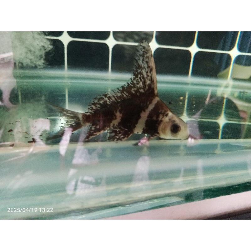 Tankmate chf 10-12cm