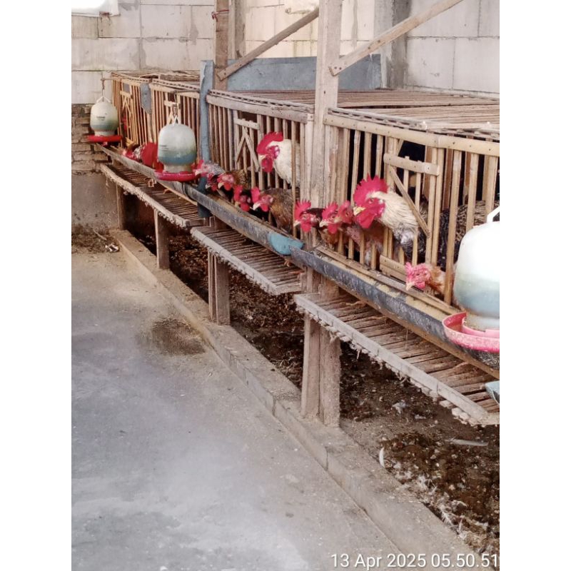 

telur tetas ayam kpu3 5 butir + bp3 5 btr