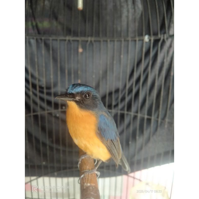 Burung Tledekan Gunung ORI jawa