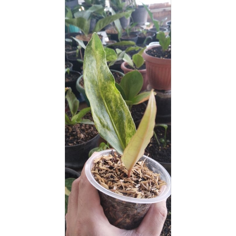 anthurium keris varigata