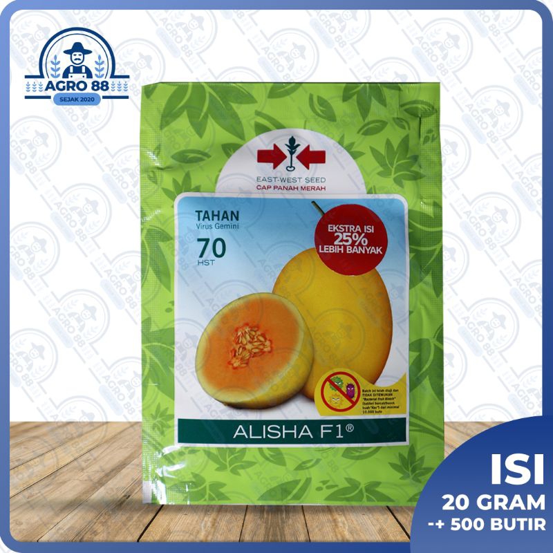 benih melon golden Alisha