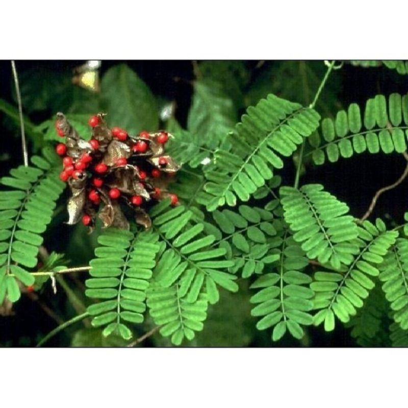 

daun saga fresh 200gr