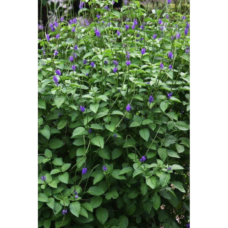 

Herbal tanaman jarong 500gr