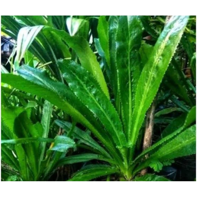 

walang sengit+akar 250gr