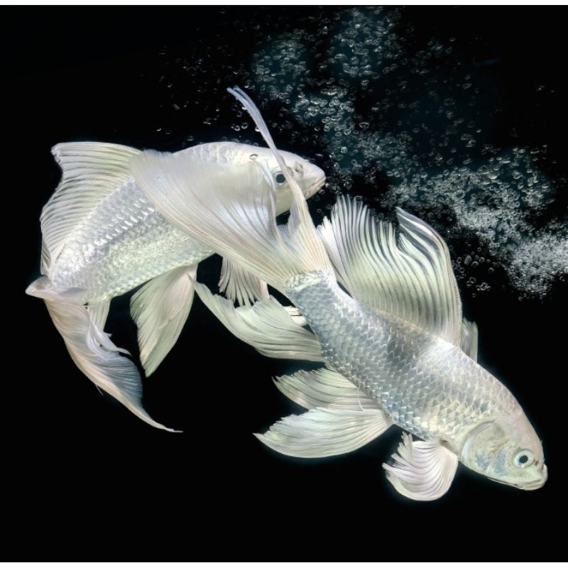 koi platinum slayer butterfly 25-27cm grade A