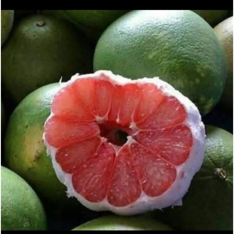 

jeruk pamelo madu muria tanpa biji 2kg