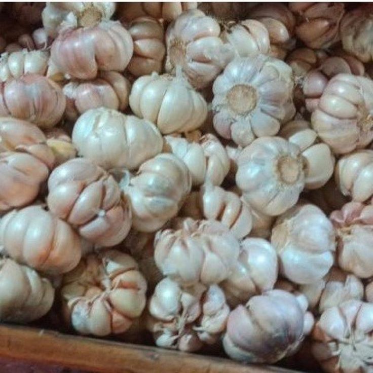 

Sayur Insant Bandung Bawang 250g Bawang Merah | Bawang Putih | Bawan Bombay | Kembang Bawang/ Daun Seledri Promo Kirim Instan Bandung