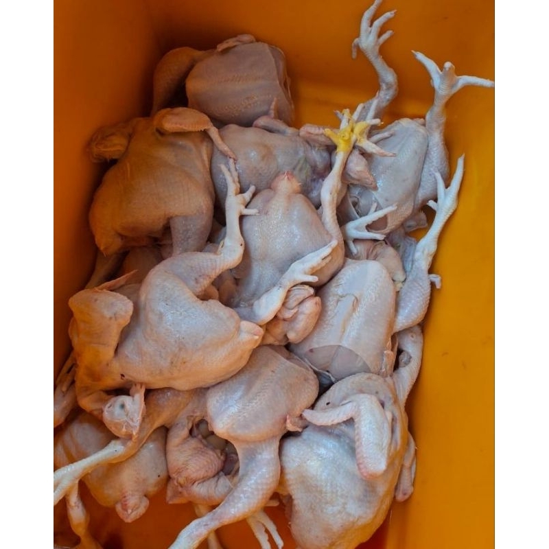 

ayam brangkas/ayam potong segar