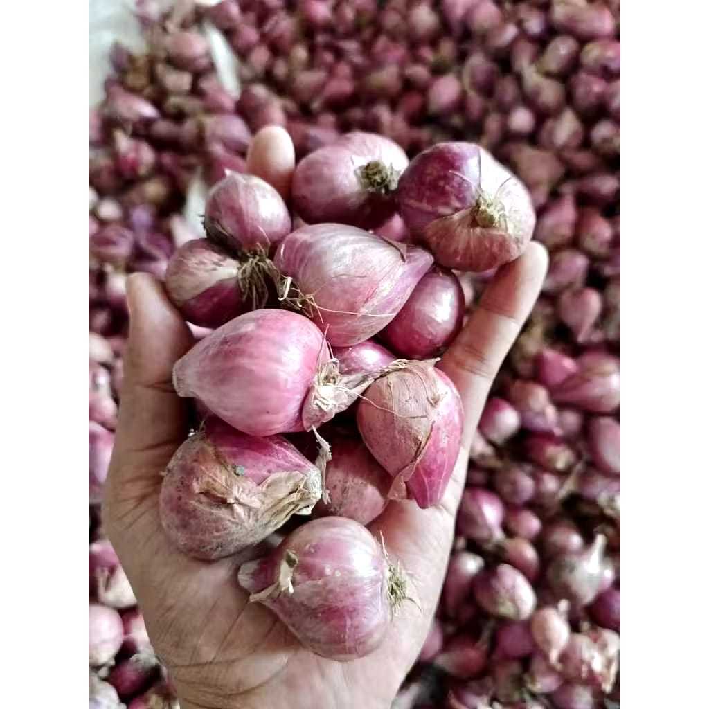 

Bawang merah super murah promo fress 1kg