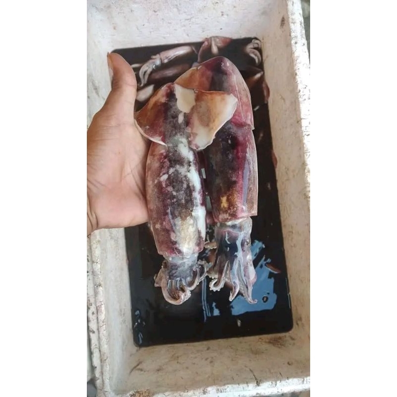 

cumi kondom cumi segar cumi tube cumi besar 1kg