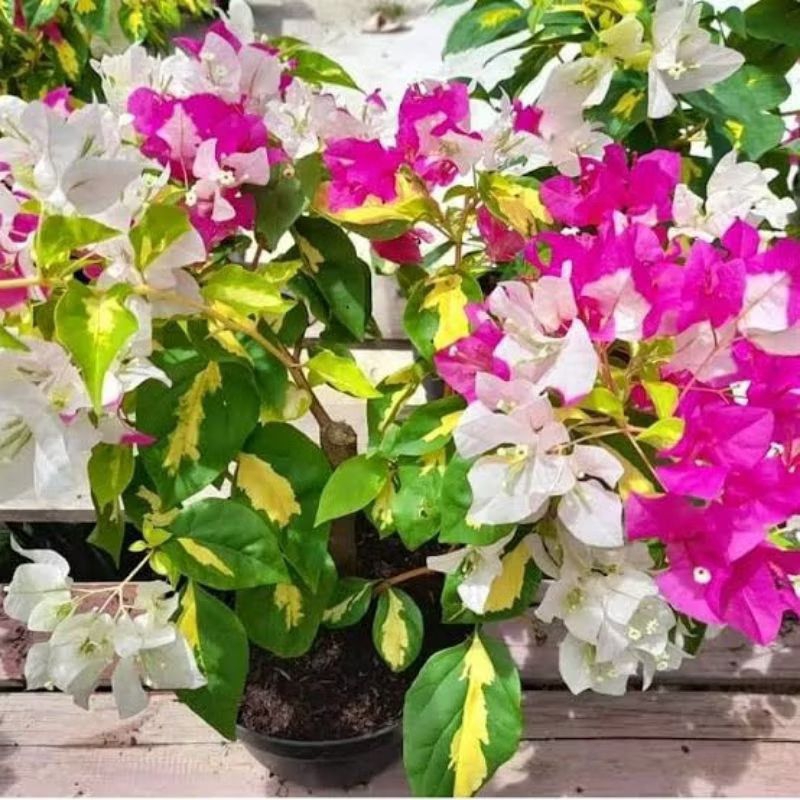 bougenville import coconut ice varigata ori