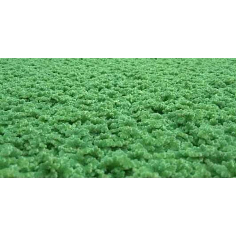 INDUKAN AZOLLA SUPER