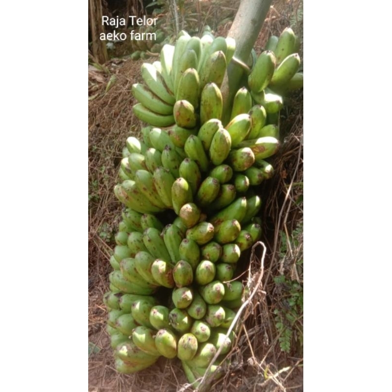

Bibit Pisang RAJA TELOR Asli Regional Sumatera