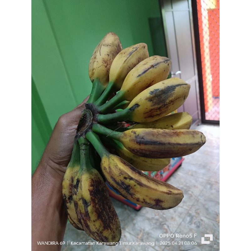 PISANG KEPOK 1 Sisir