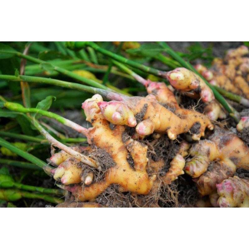 

Jahe Putih super Alami dan segar 1 kg