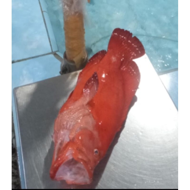 

KWACI MERAH 1 Kg FRESH KUACI