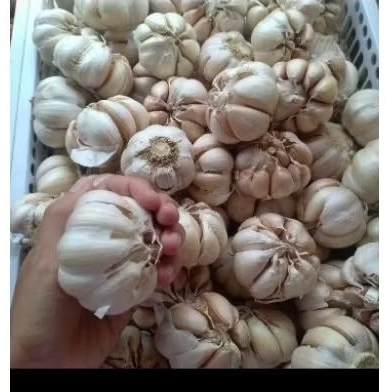 

Bawang Putih Biasa