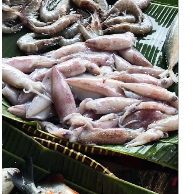 

Cumi Basah Fresh Segar