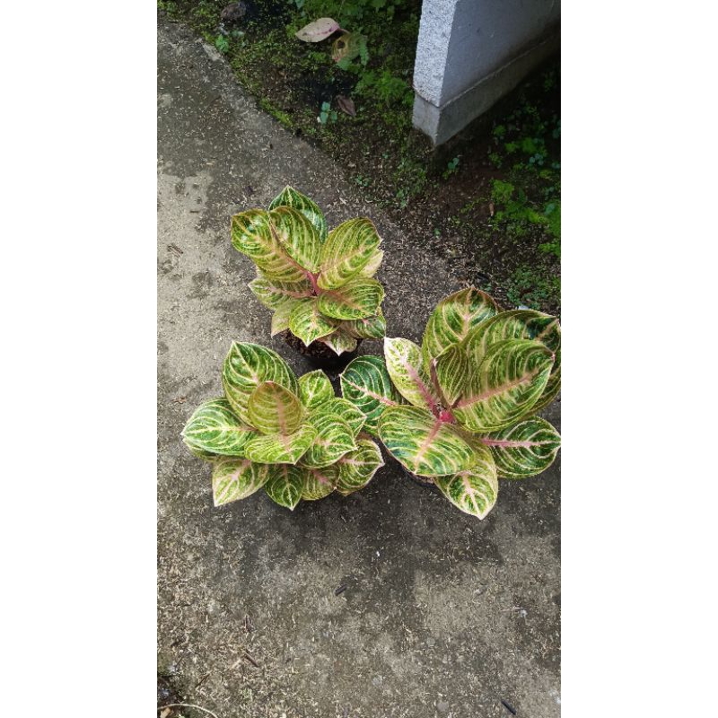 aglaonema Rinjani