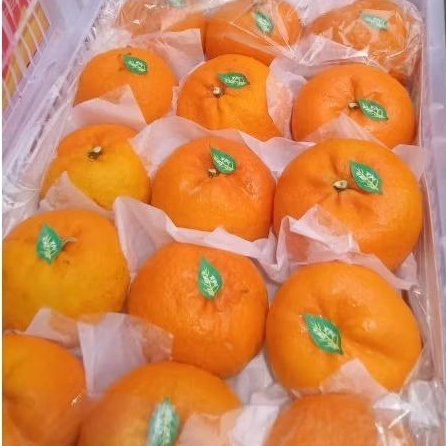 

JERUK MANDARIN WOKAM WOGAN /KERANJANG