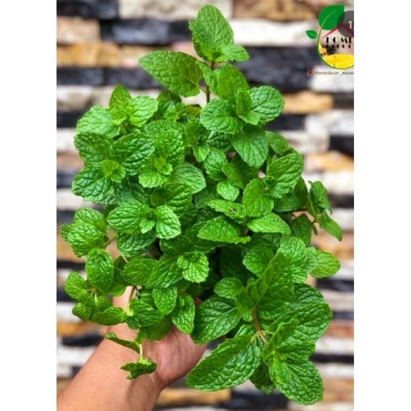 

DAUN MIN SEGAR 250g (15.000)