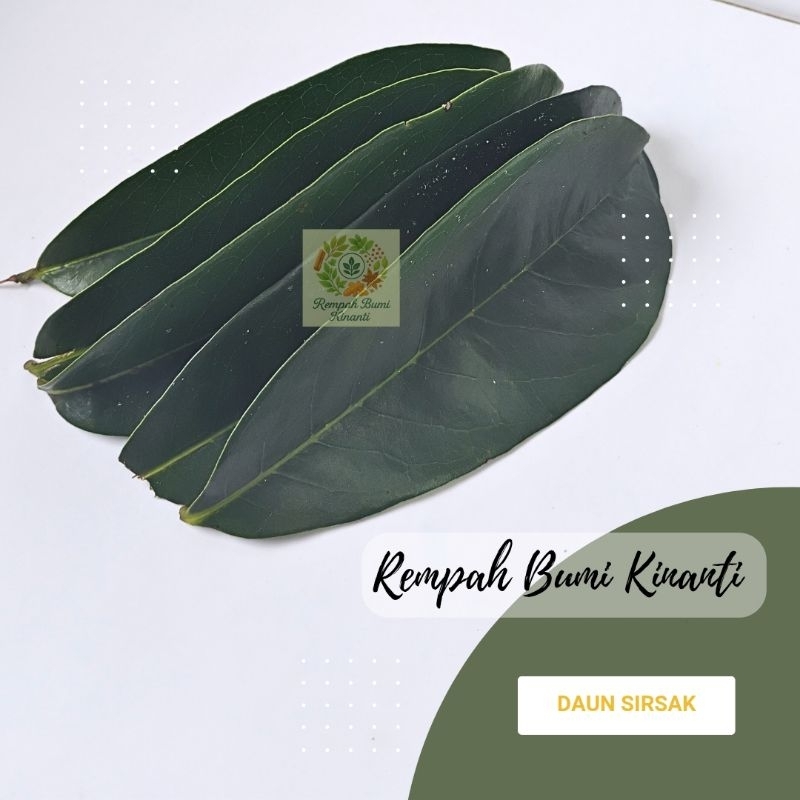 

DAUN SIRSAK SEGAR ORGANIK 100 GRAM OBAT HERBAL ANTI KANKER, ANTI TUMOR DAN AUTOIMUN