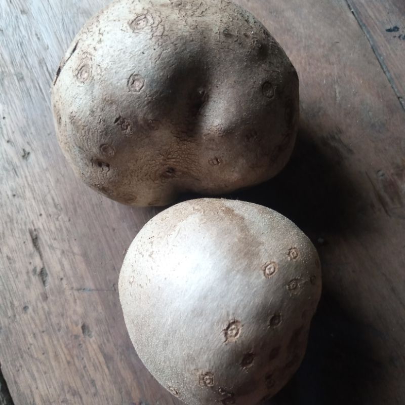 

Kentang gantung atau potato 500 gram
