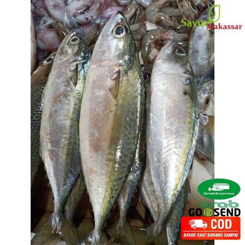 

Ikan kembung 1kg segar