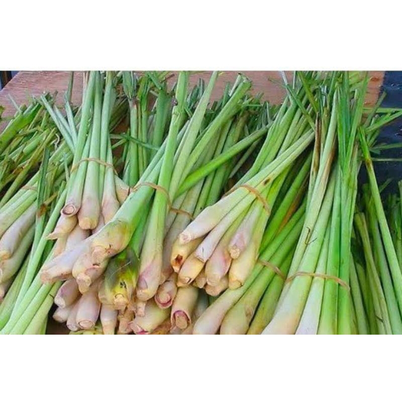 

batang sere aromatic masakan