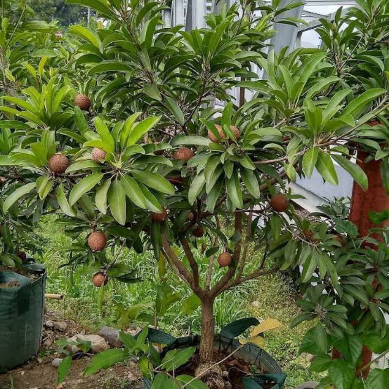 bibit tanaman sawo cm19/sawo jumbo berbunga