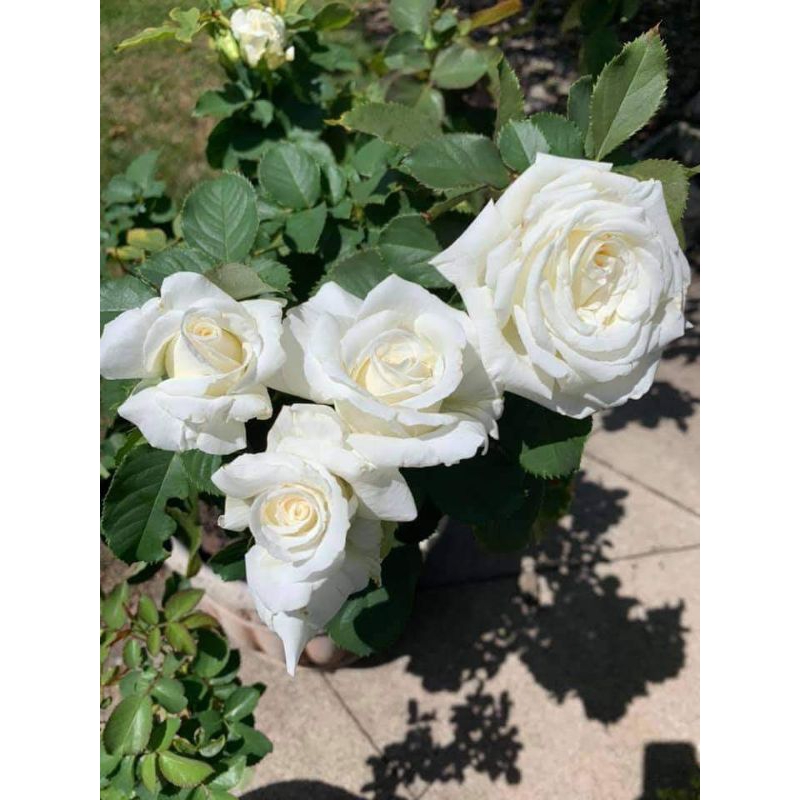 MAWAR HOLLAND PUTIH (remaja)