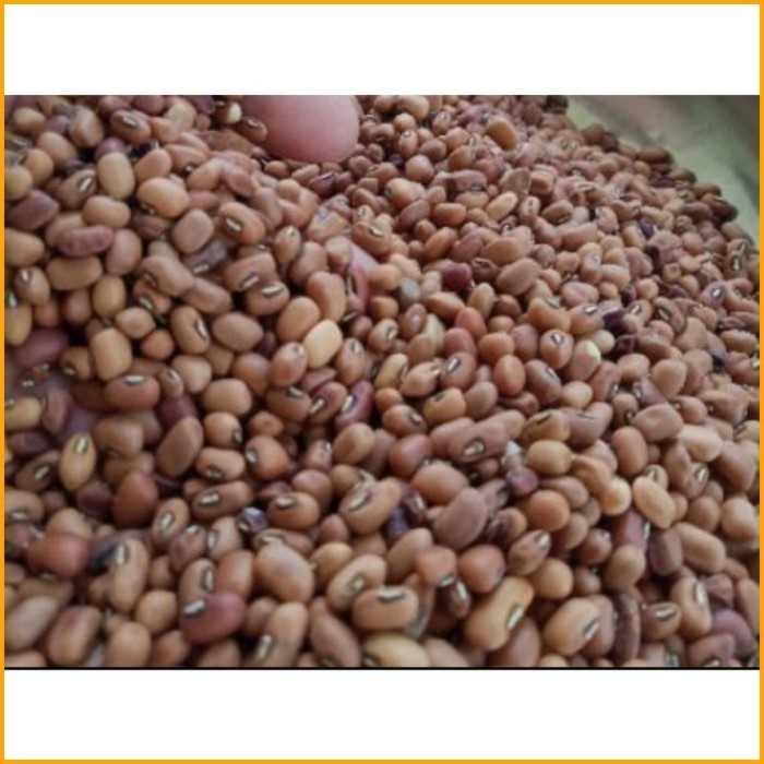 

Promo Kacang Tolo / Kacang Tunggak Merah |kacang kroto,kacang sayur ,cocok untuk campuran sayur lodeh,bubur,dan lain lain