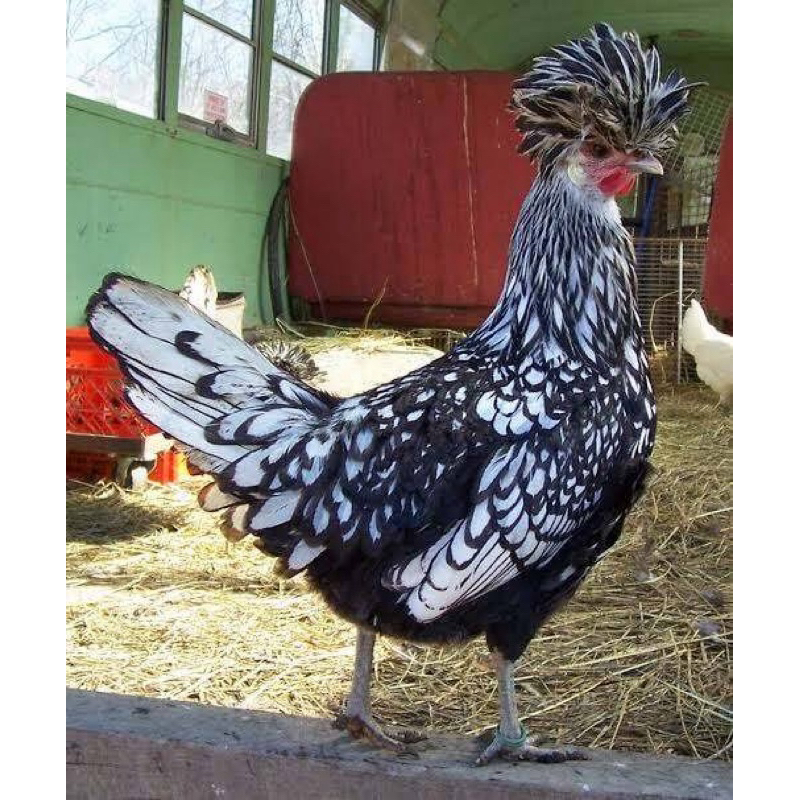 

TELUR FERTIL AYAM POLAND SILVER LACED UNTUK DITETASKAN