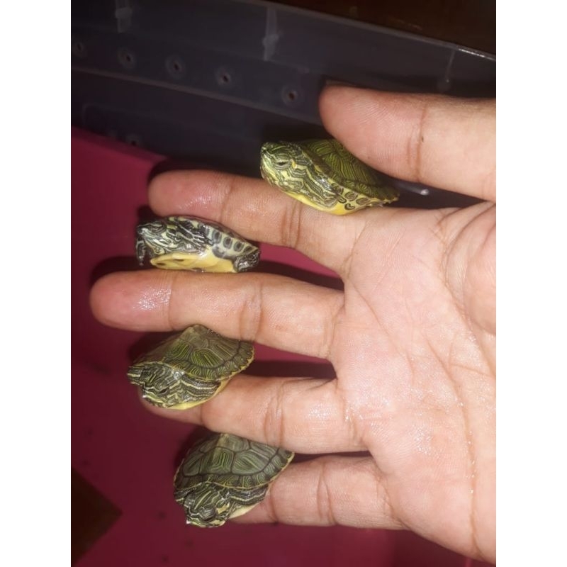 baby kura yellow belly