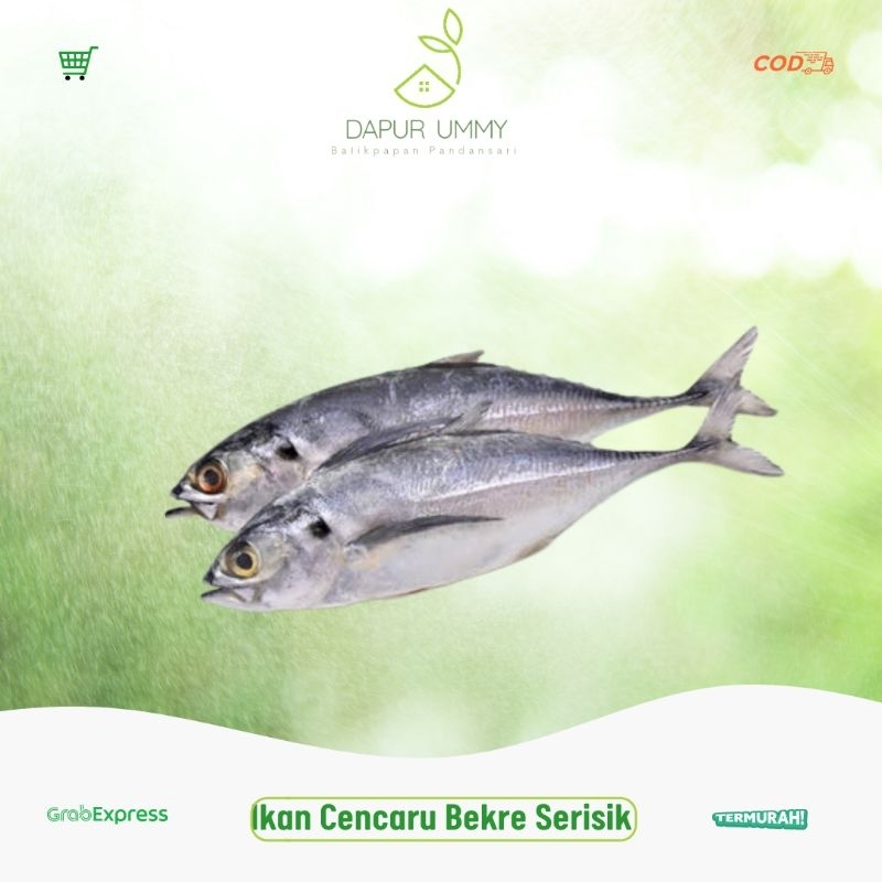 

FRESH • Ikan Serisik • Cencaru • Bekre