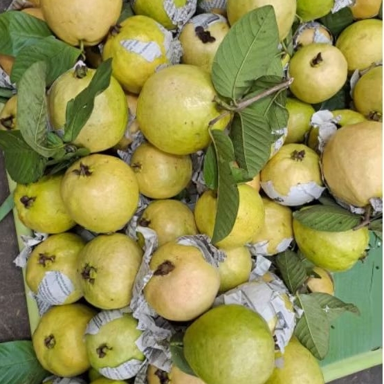 

buah jambu biji merah