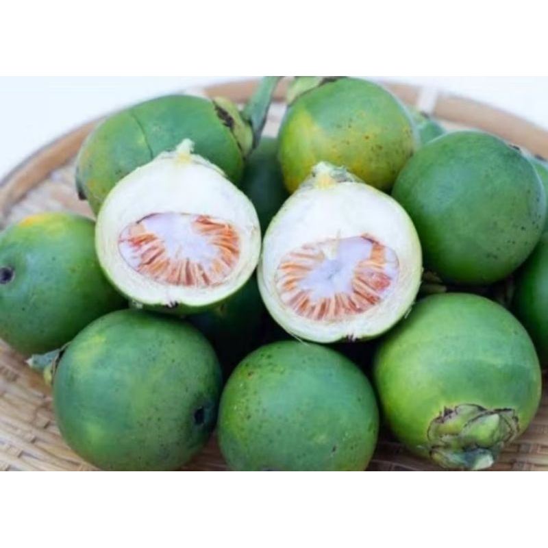 

Buah Pinang Muda / Jebug / Jambe Fres 1 Kg isi 15
