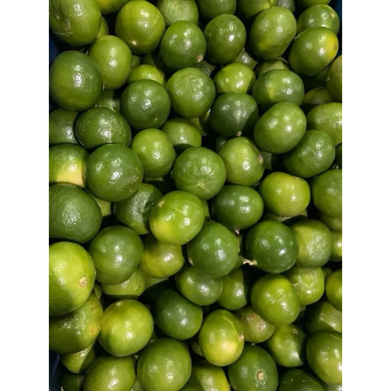 

jeruk nipis 1kg jeruk hijau jeruk soto ukuran sedang dan besar